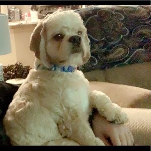 Meet your Posher, Bree